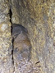 Thomomys monticola
