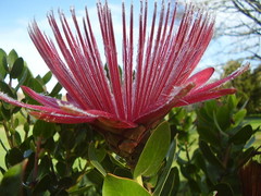 Protea aurea