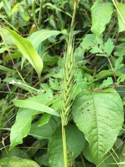 Elymus virginicus virginicus