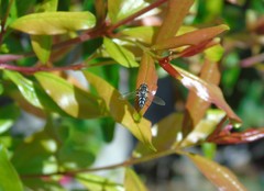 Allograpta piurana