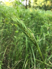 Elymus virginicus virginicus