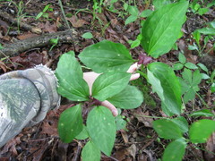 Trillium recurvatum