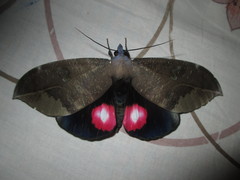 Phyllodes consobrina