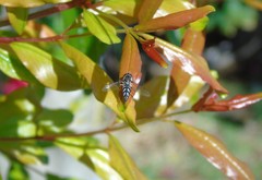 Allograpta piurana