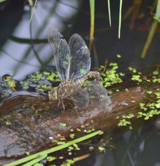 Aeshna canadensis