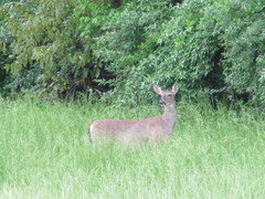 Odocoileus virginianus virginianus