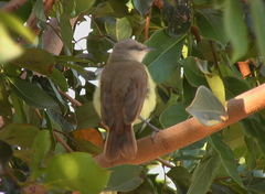 Machetornis rixosa