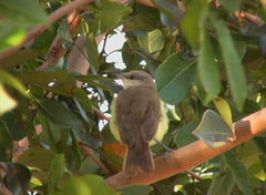 Machetornis rixosa
