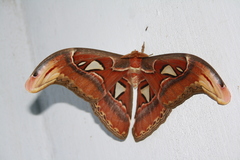 Attacus