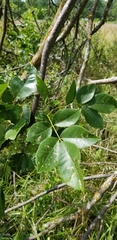 Fraxinus pennsylvanica subintegerrima