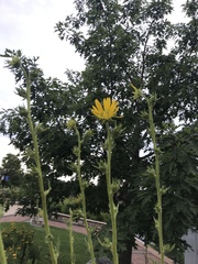 Silphium laciniatum