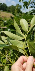 Fraxinus pennsylvanica subintegerrima