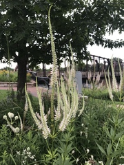 Veronicastrum virginicum
