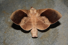 Paralebeda plagifera