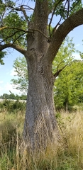 Fraxinus pennsylvanica subintegerrima