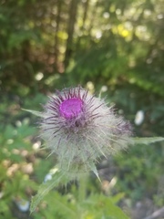 Cirsium edule