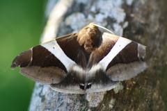 Bastilla praetermissa