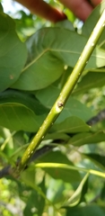 Fraxinus pennsylvanica subintegerrima