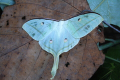 Actias selene