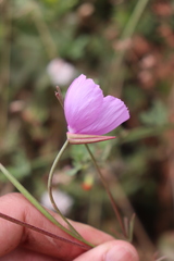 Clarkia lewisii