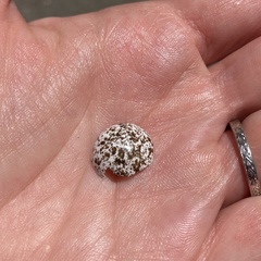 Sitta carolinensis