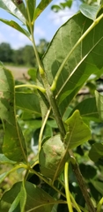 Fraxinus pennsylvanica subintegerrima