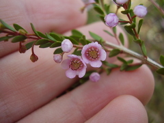 Thryptomene