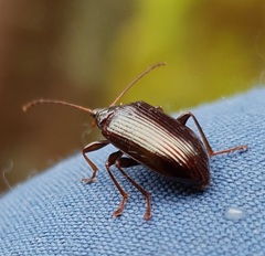 Tanychilus metallicus