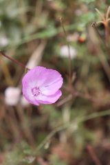 Clarkia lewisii