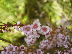 Thryptomene