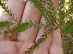 Thryptomene