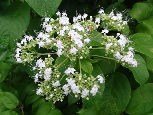 Clerodendrum polycephalum