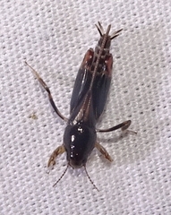 Neotridactylus