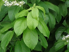 Clerodendrum polycephalum image