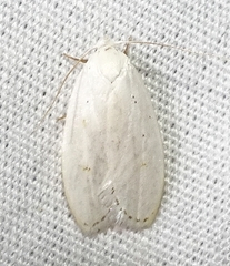 Durrantia piperatella