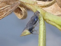 Scaphytopius loricatus