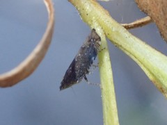 Scaphytopius loricatus