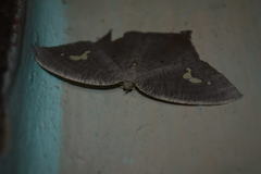 Xeropteryx