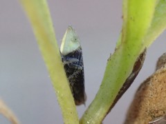 Scaphytopius loricatus