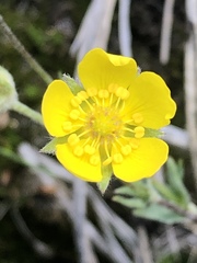 Potentilla breweri