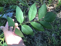 Fraxinus pennsylvanica