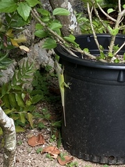 Anolis leachii