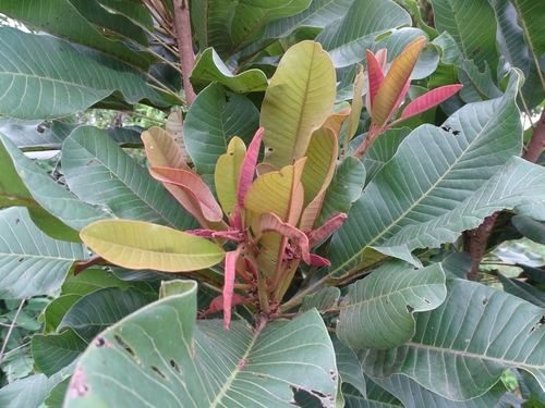 Shea Tree