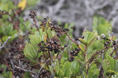 Ceanothus thyrsiflorus griseus