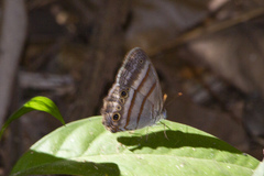 Magneuptychia ocypete