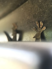 Gekko japonicus