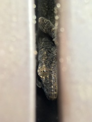 Gekko japonicus