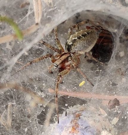 Labirintinis Piltuvininkas nuotrauka