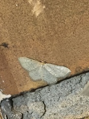 Idaea sylvestraria