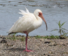 Eudocimus albus